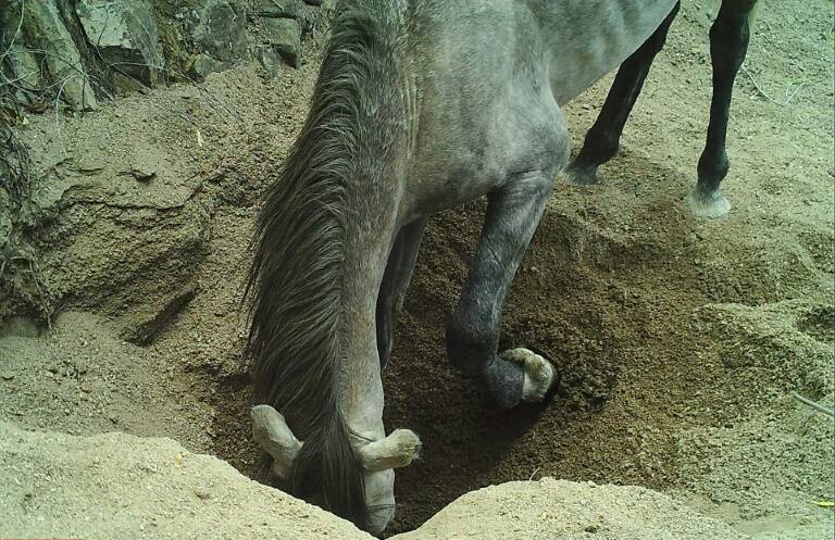 Science, animal, horses, donkeys, water, science