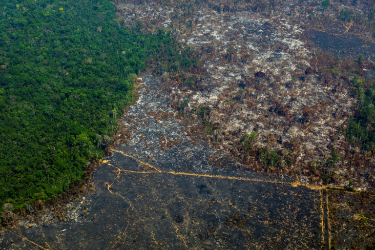 Brasil,Amazona,medioambiente,bosques