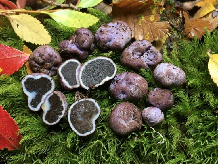 animal - birds - truffle - science