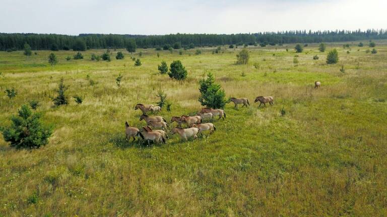 Ucrania,animales,medioambiente,nuclear,accidente