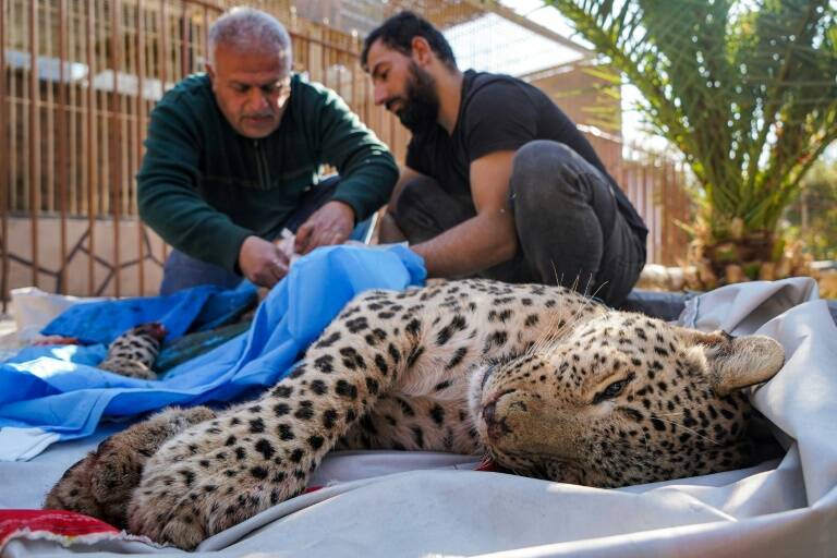 Irak,animaux,zoologie,environnement
