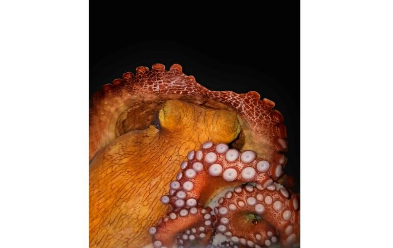 Science - Brazil - animal - octopus