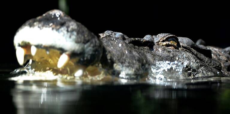 Australia,animal,crocodile,offbeat