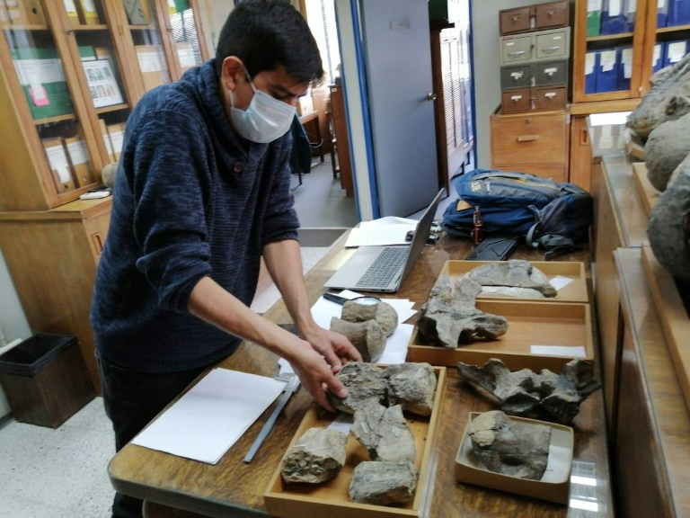 paleontologa - ciencias - paleontologa - ciencias - DINOSAURIO - CHILE - paleontologa - ciencias - DINOSAURIO - CHILE