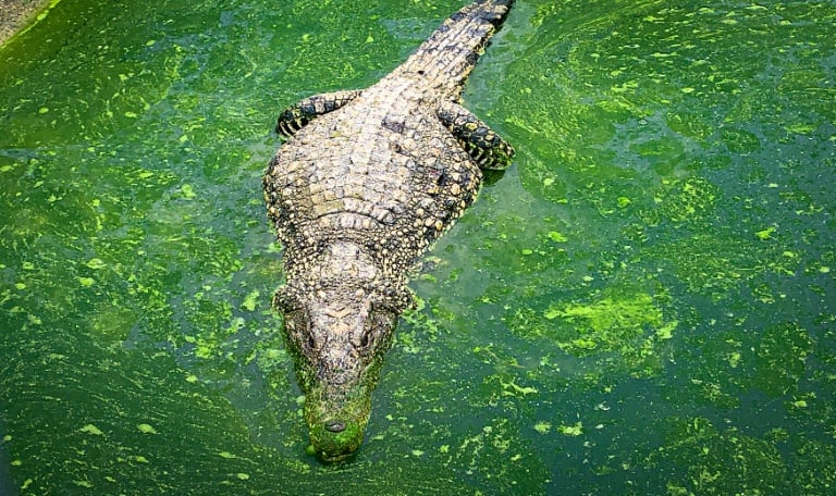El cocodrilo americano amenaza el pedigrí de su par cubano