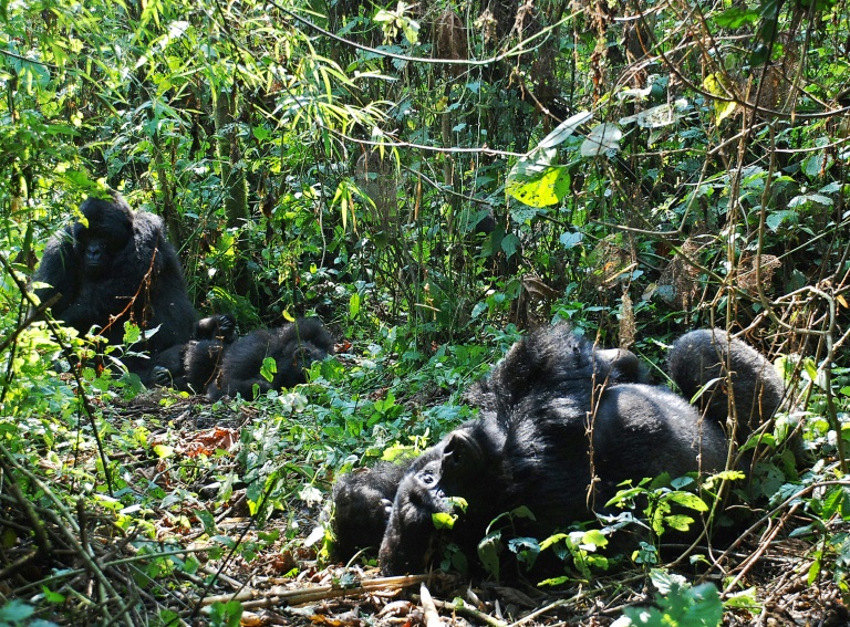 RDCongo - animaux - gorilles