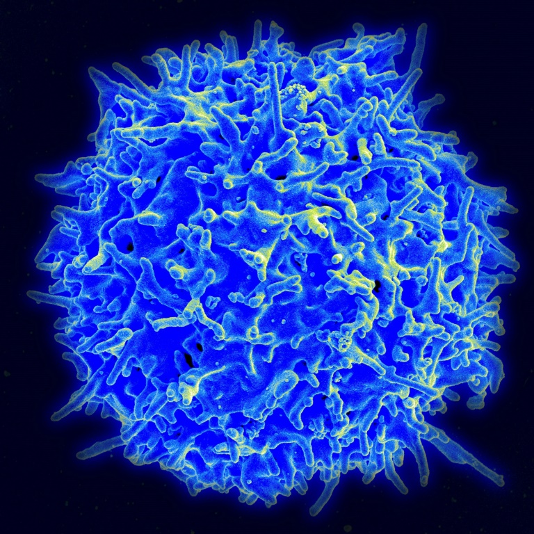 Health - virus - immunity