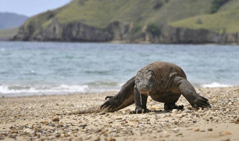 animales - clima - biodiversidad - medioambiente - UICN - ambiente - preservación