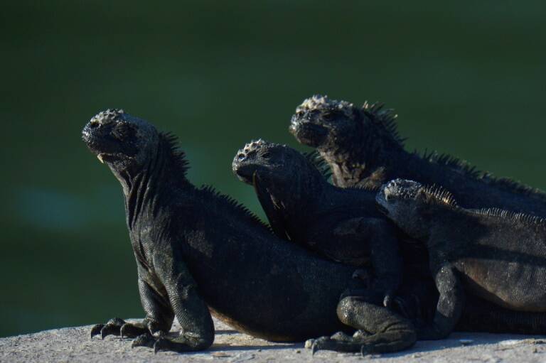 Ecuador - Galápagos - turismo - ciencias - epidemia - virus - salud