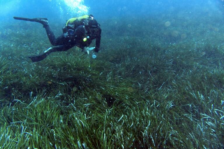 España - océanos - plantas - medioambiente - UICN - biodiversidad - Mediterráneo