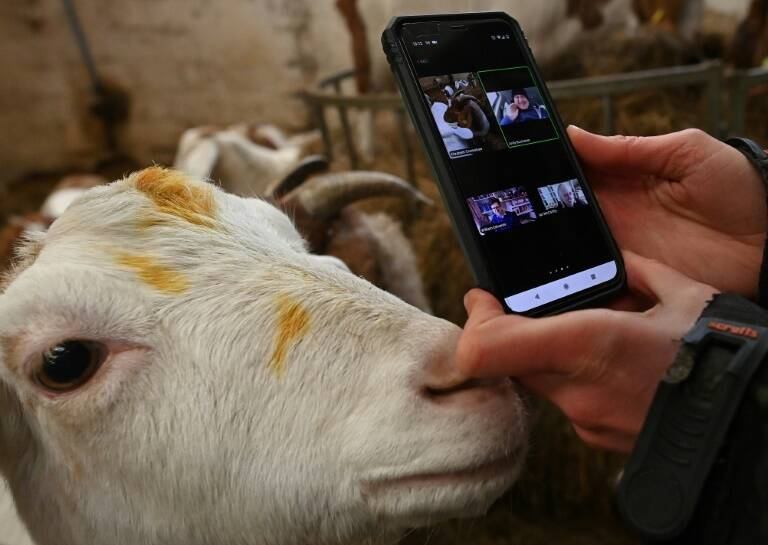 GB - animales - informática - agricultura - insólita