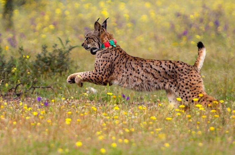 España,Portugal,animales,medioambiente,naturaleza