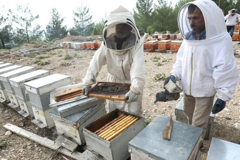 medioambiente,política,incendio,agricultura,Turquía