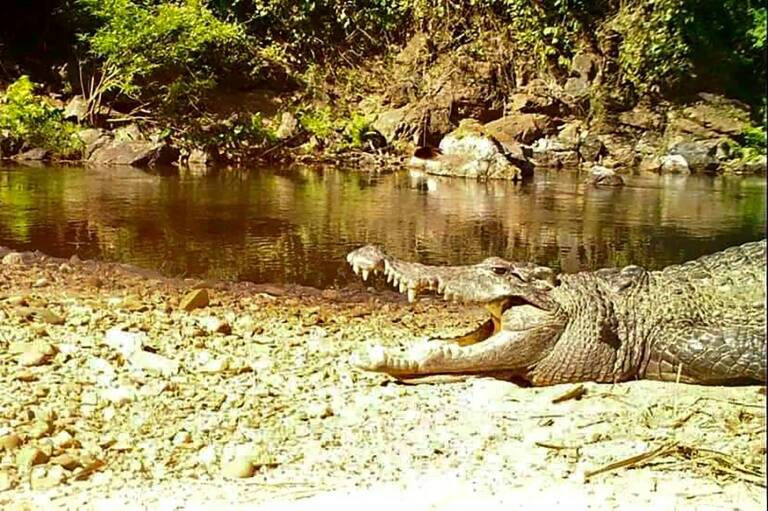 Thailand - animal - crocodile