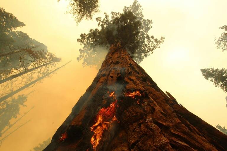 clima,medioambiente,sequoia,incendio,California,EEUU