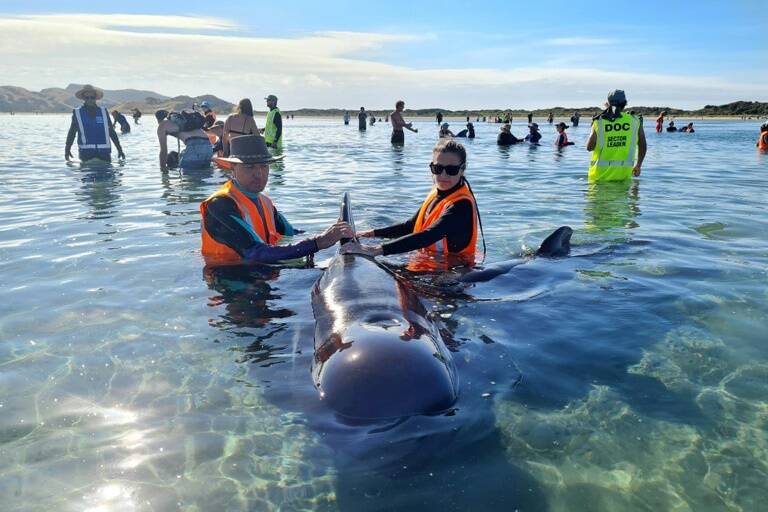 NZealand,animal,whales