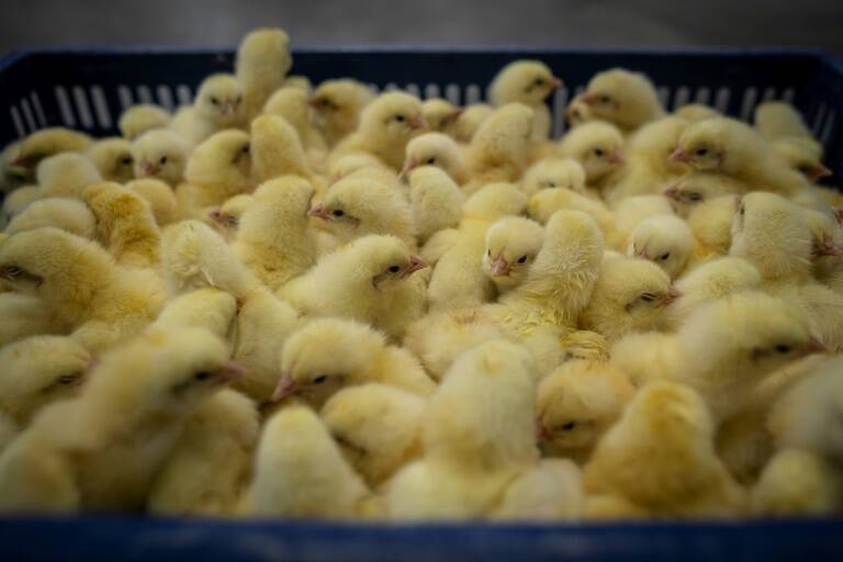 agriculture - élevage - alimentation - animaux - éthique - industrie - gouvernement