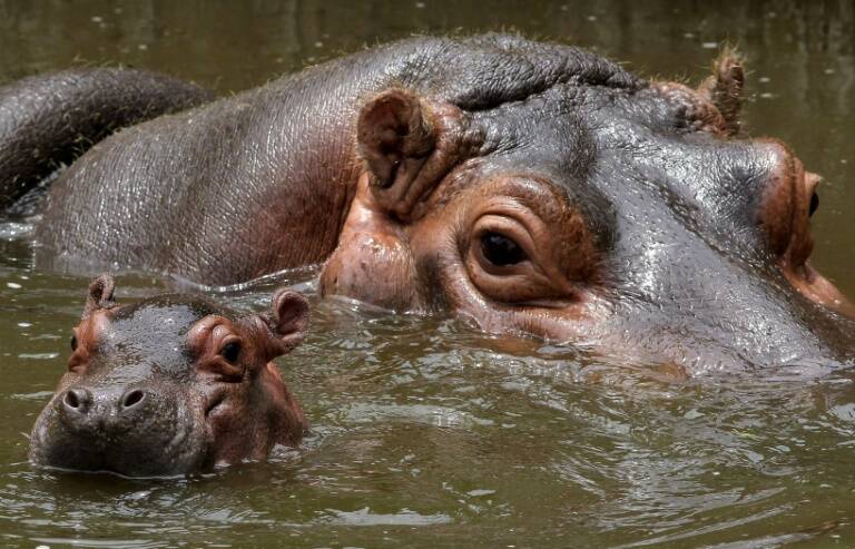 DRCongo,pollution,environment,wildlife