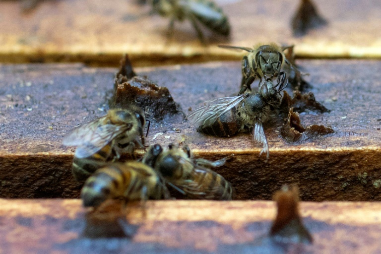 Colombia - medioambiente - agronoma - ecosistema - abejas