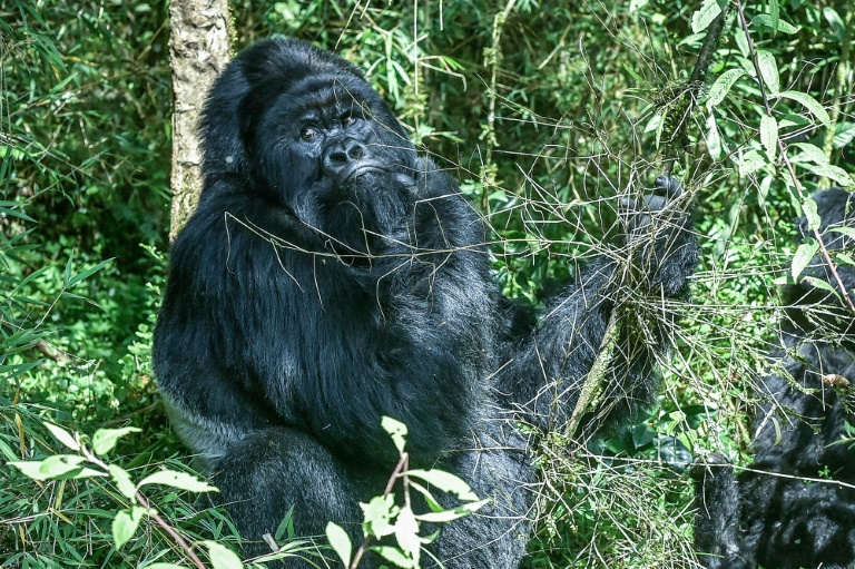 Rwanda - environment - conservation - gorillas