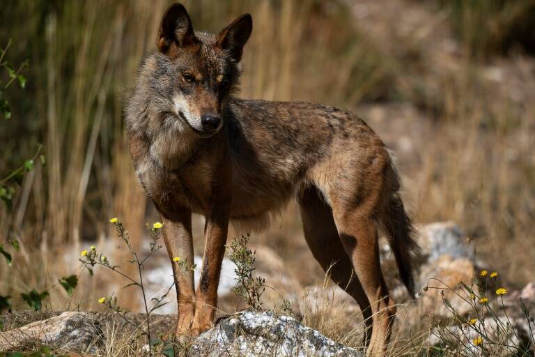 España,animales,medioambiente,ganadería,caza