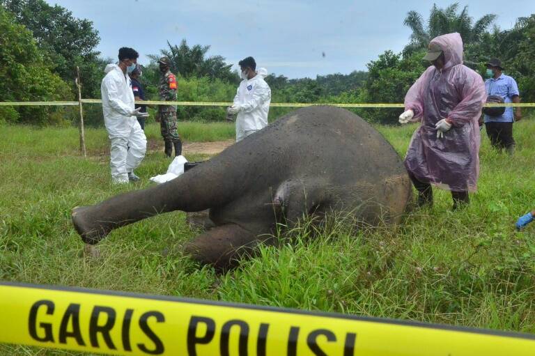 Indonesia - animal - environment - conservation