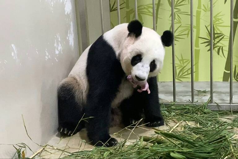 animal,Singapore,China,panda