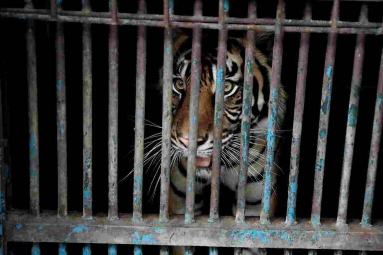 Indonesia - animal - virus