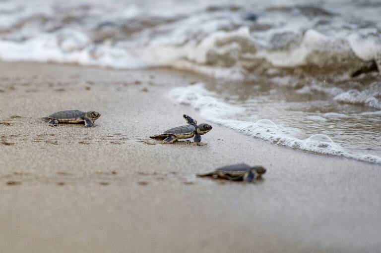 Panamá - animales - ecología - medioambiente