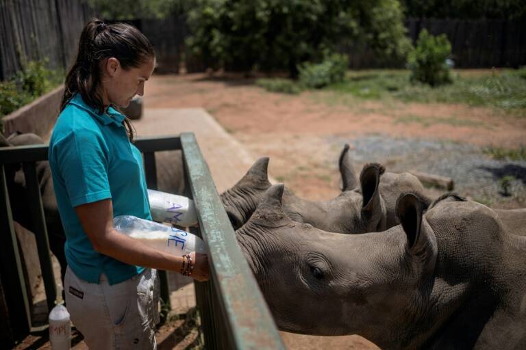 AfSud,animaux,environnement