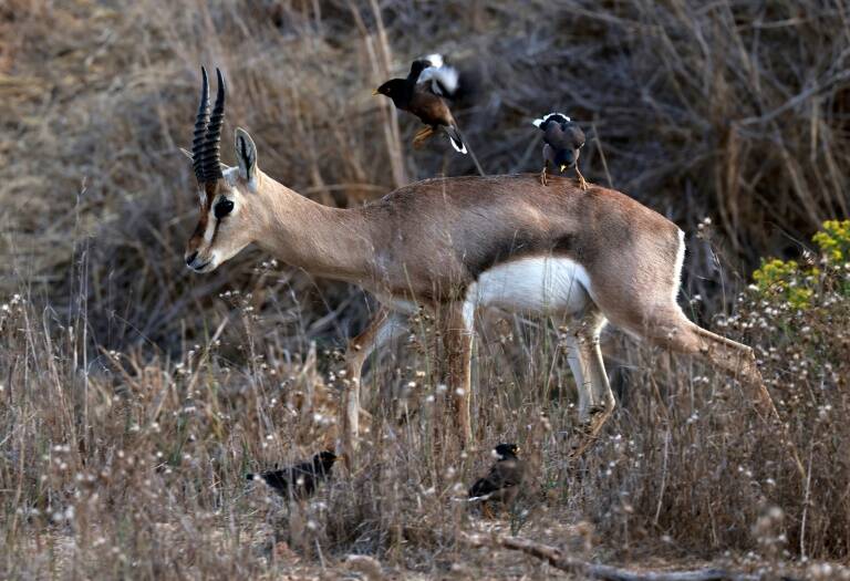 Isral,environnement,Jrusalem,gazelles,animaux