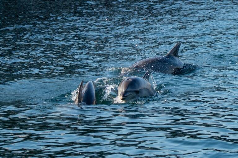 Dinamarca - animales - medioambiente - pesca - caza - Feroe