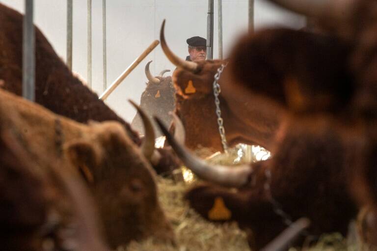 ONU - clima - COP26 - ganadería - agricultura
