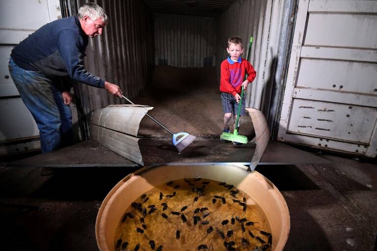 Australia - farms - animals - Mice
