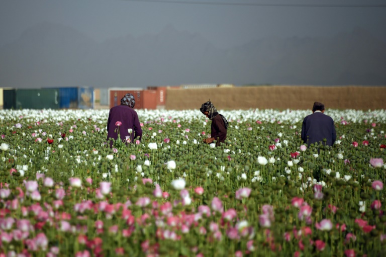 Afganistn - narcotrfico - conflicto - ONU