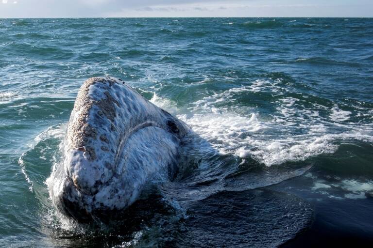 México,turismo,ballenas,animales,pandemia