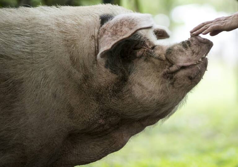 China - earthquake - animal - pig