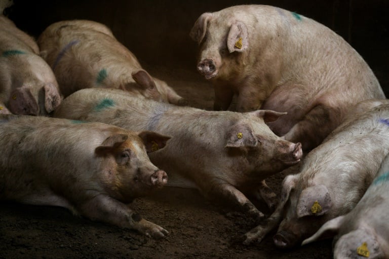España - animales - medioambiente - ganadería - ONG - contaminación - agricultura