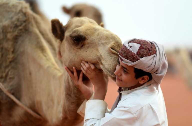Arabie - animaux - tradition - socit