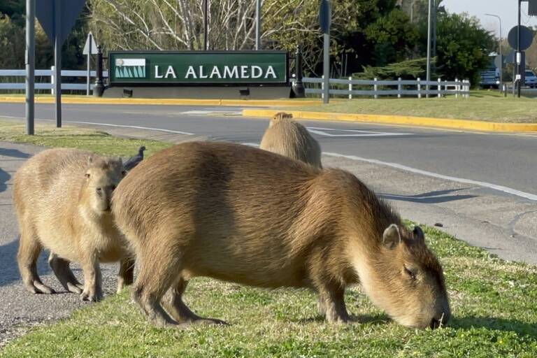 Argentina,animales,preservación,agua,ecosistema,inmobiliaria