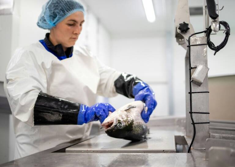 animales - pesca - Noruega - alimentación