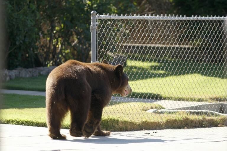 animaux - insolite - USA