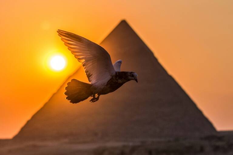 Egipto,animales,sociedad,ocio