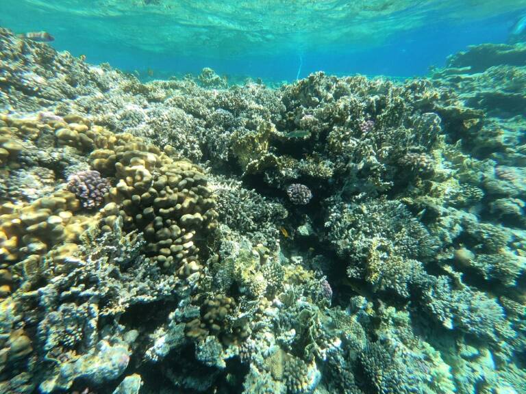 Egypte - environnement - climat - biodiversité - plongée - tourisme - animaux