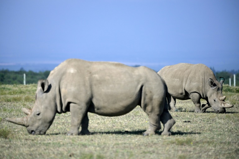 environment - conservation - rhinos - Kenya