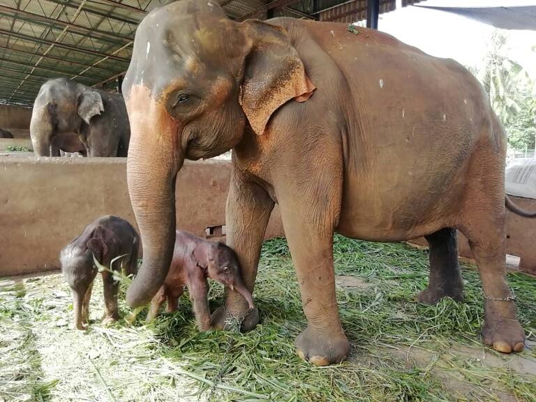 SriLanka,animaux