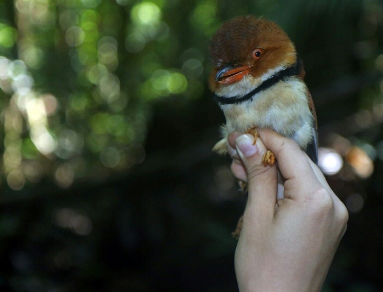 Climate - Environment - Amazon - birds