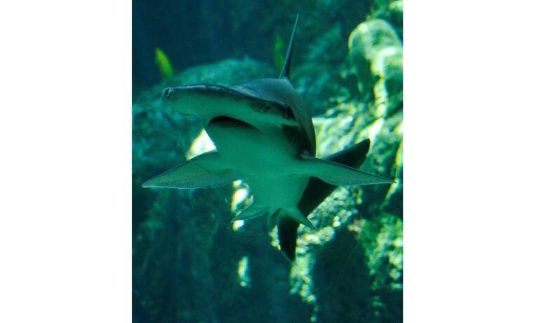 Science - animal - sharks