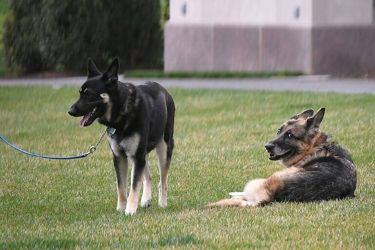 US,politics,offbeat,Biden,dog