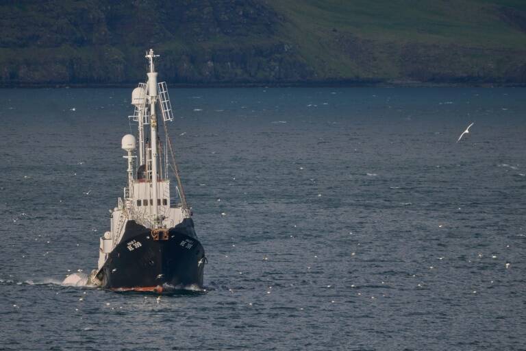 Islandia,ballenas,animales,pesca